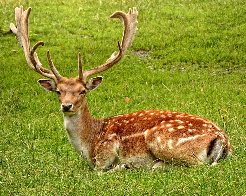 녹용진액