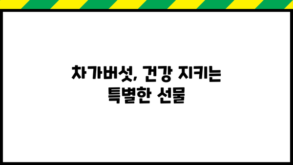 차가버섯 효능과 부작용 완벽 정리 | 건강, 면역력, 항암 효과, 주의 사항, 복용 방법